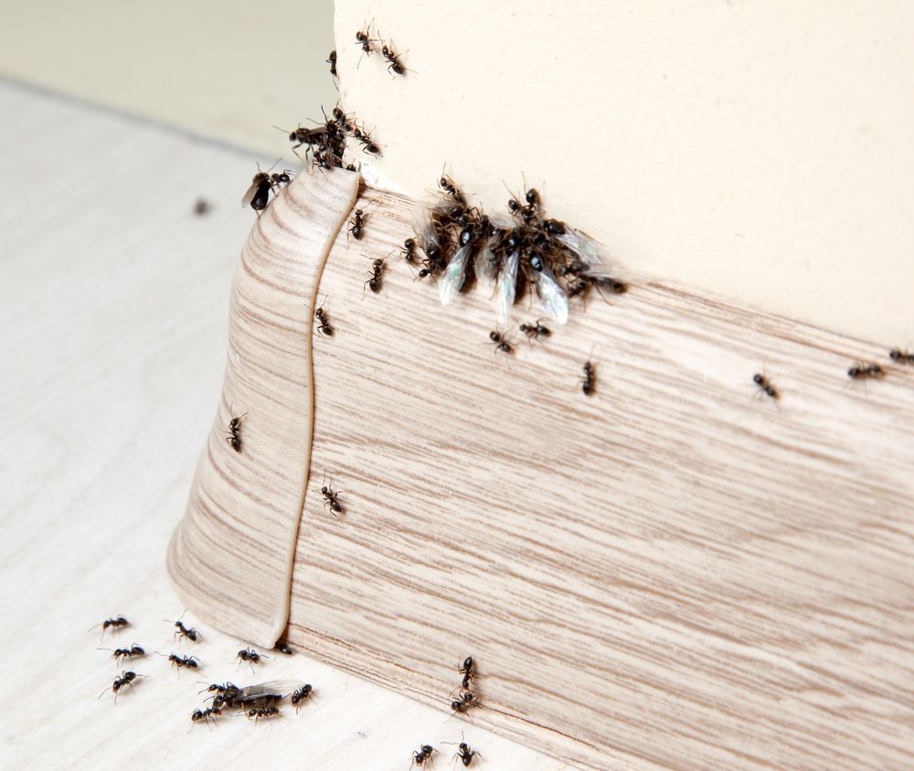 Домашнее средство от муравьев
