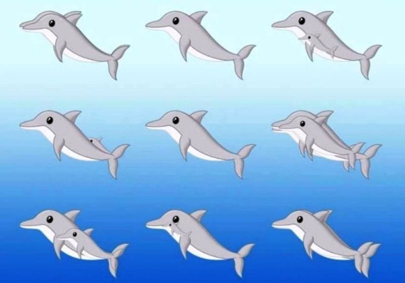 Сколько дельфинов изображено на картинке?