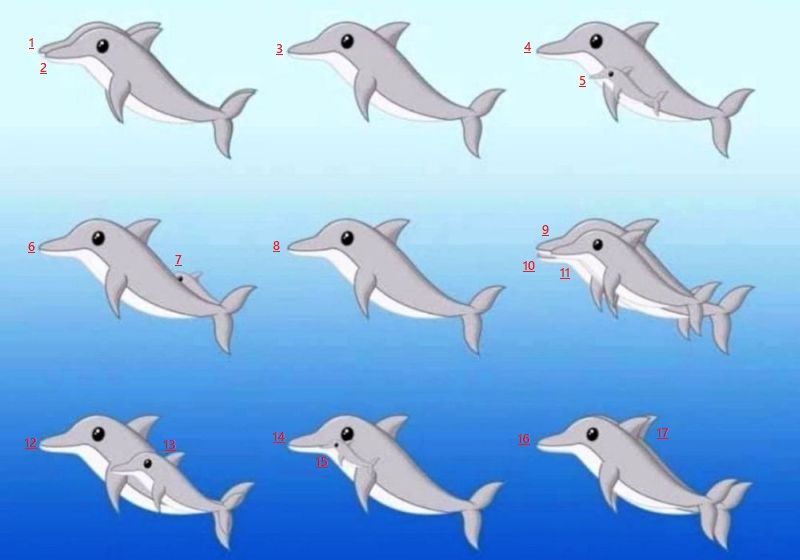 Сколько дельфинов - ответ